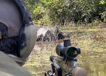 Mais de 300 búfalos invasores são abatidos em teste na Amazônia