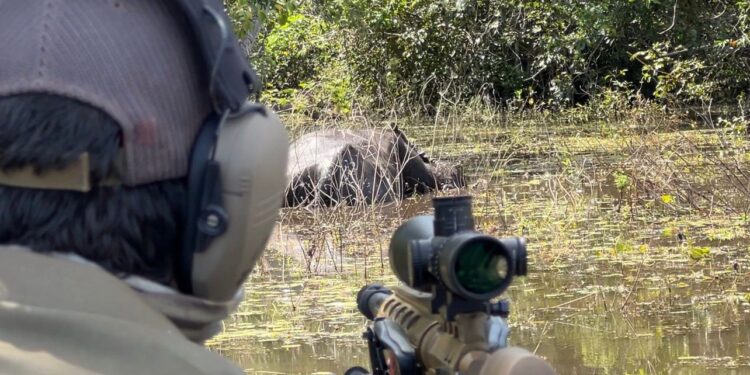 Mais de 300 búfalos invasores são abatidos em teste na Amazônia