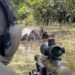 Mais de 300 búfalos invasores são abatidos em teste na Amazônia